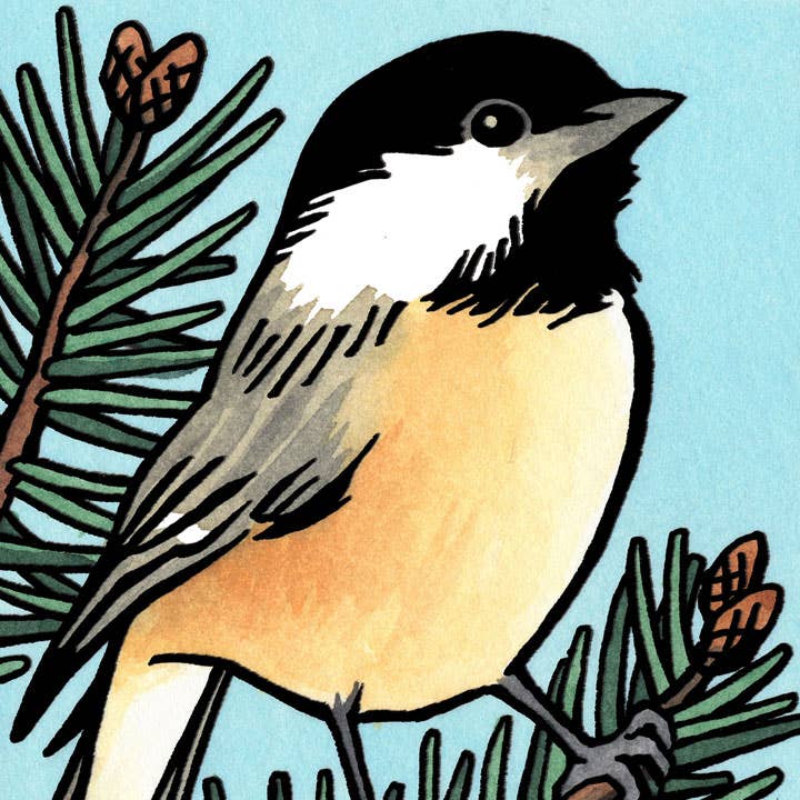 Black-Capped Chickadee Card: Individual