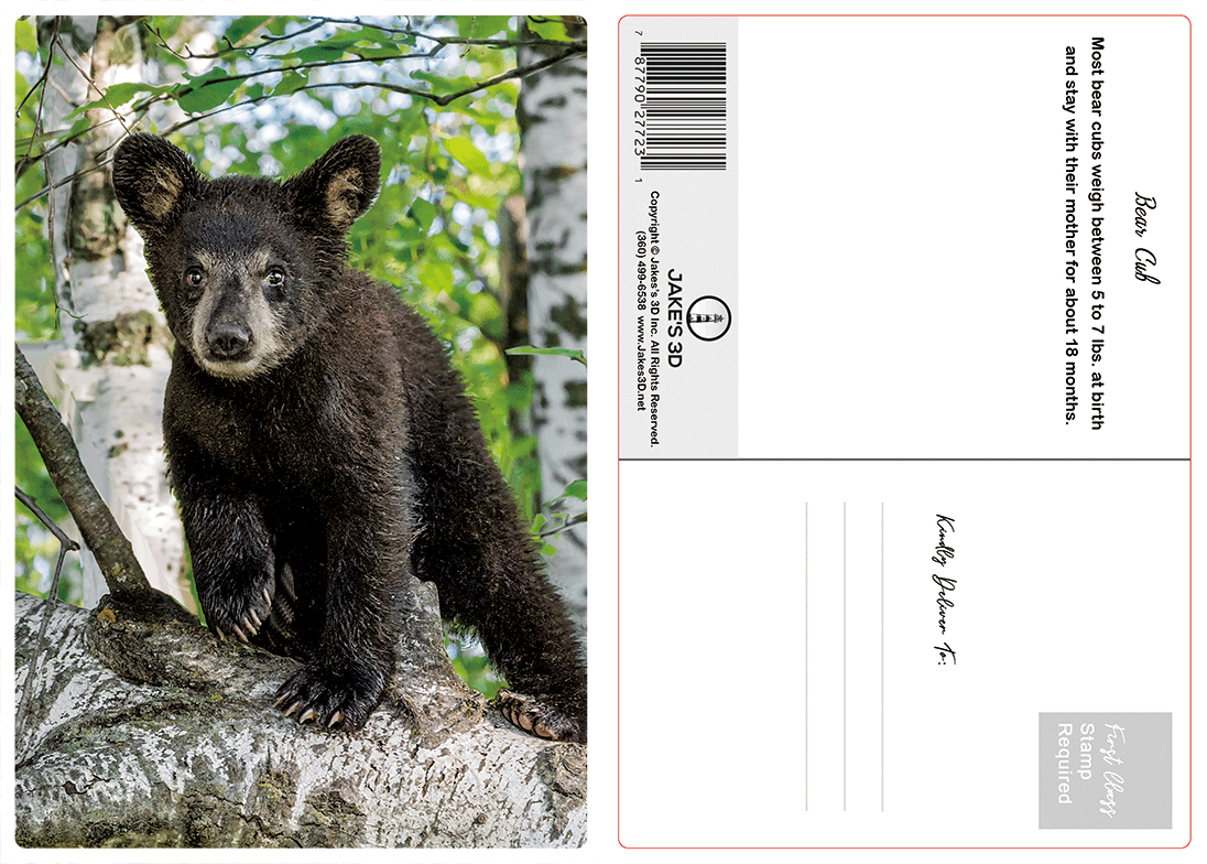 Black Bear Cub  3D Postcard