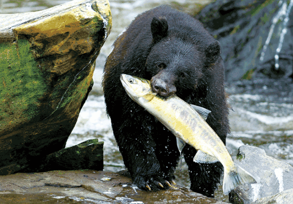 Bear and King Salmon 3D Postcard