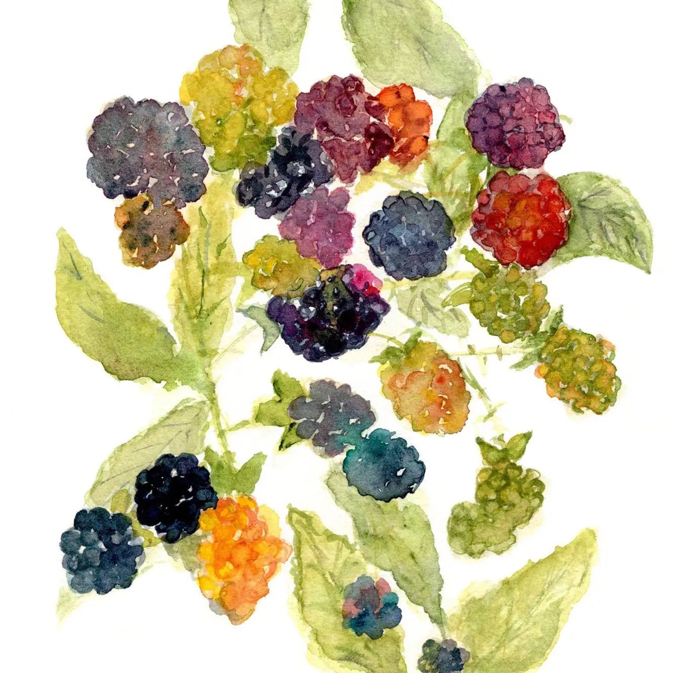 Berries Greeting Card