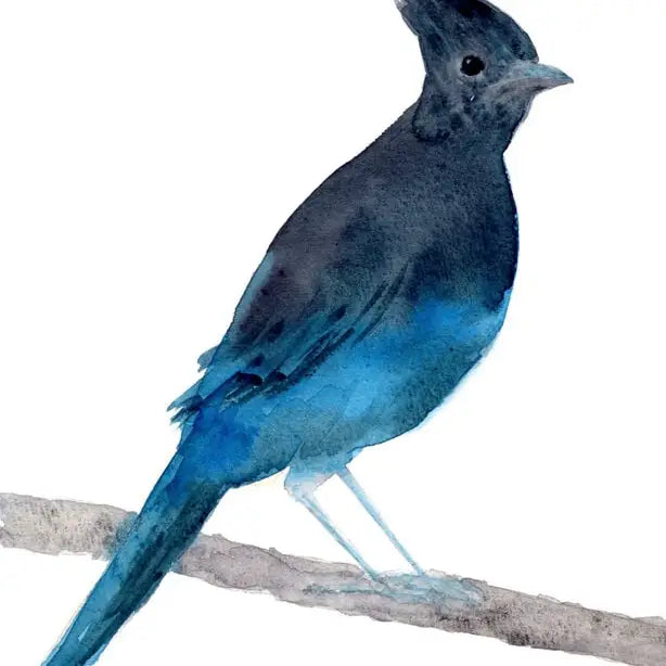 Blue Jay Greeting Card