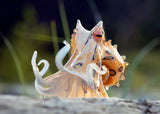 Blue Ringed Glass Octopus 11"