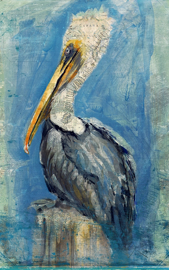 Brown Pelican