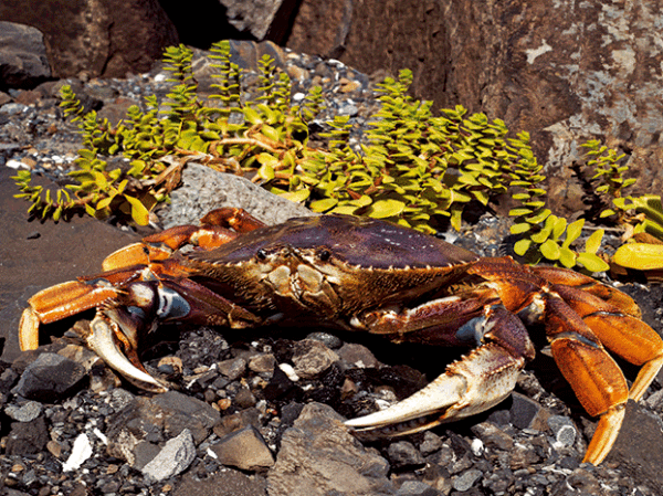 Dungeness Crab 3D Postcard