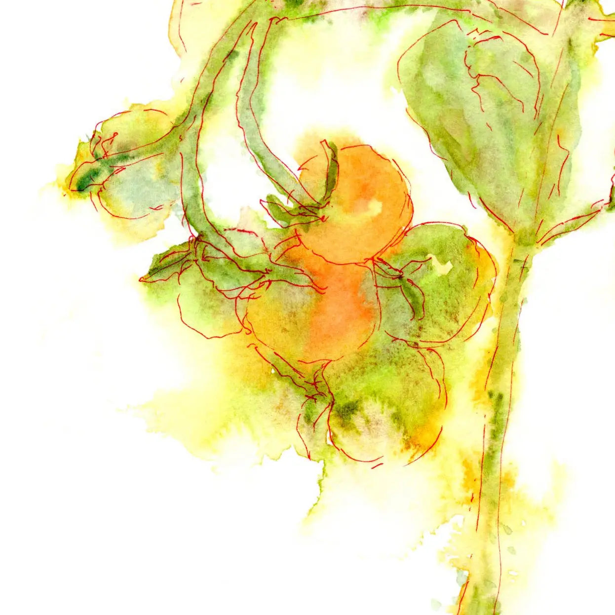 Cherry Tomatoes Greeting Card