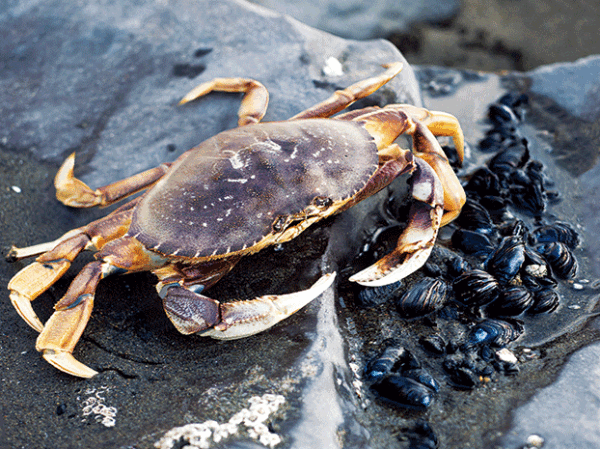 Crab 3D Magnet