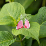 Cymothoe Sangaris Orange/Red Butterfly