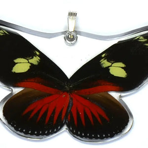 Heliconius Doris Longwing Whole Butterfly Pendant