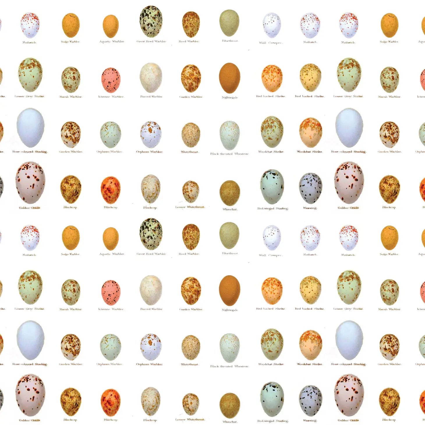 Eggs Gift Wrap Single Sheet