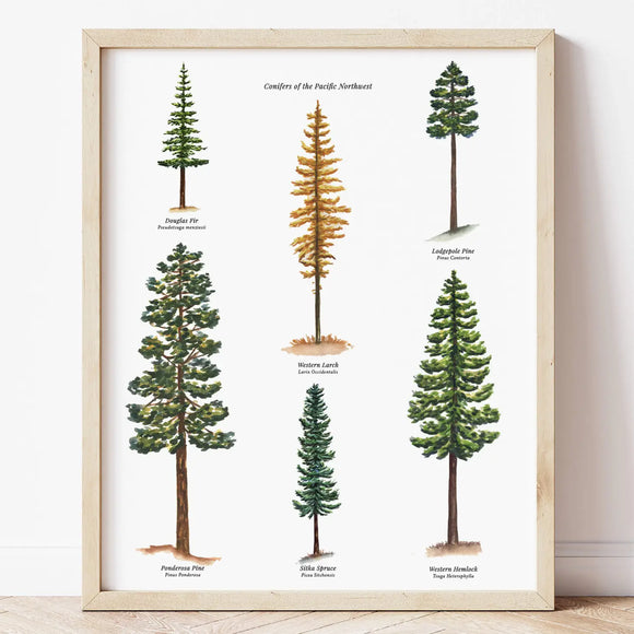 Evergreen Trees Pacific Northwest | Botanical Watercolor Art