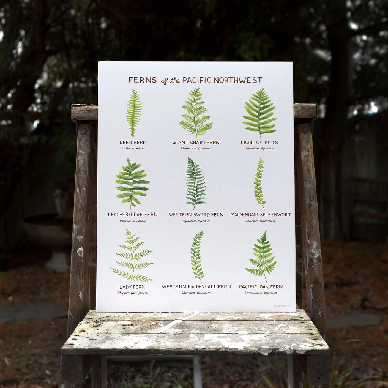 Ferns of the Pacific Northwest Art Print