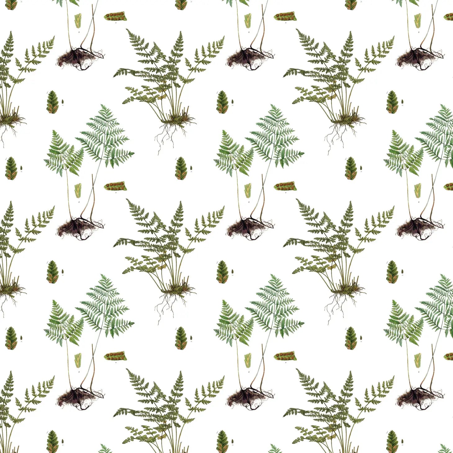Ferns Gift Wrap