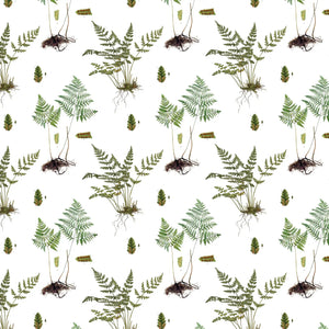 Ferns Gift Wrap