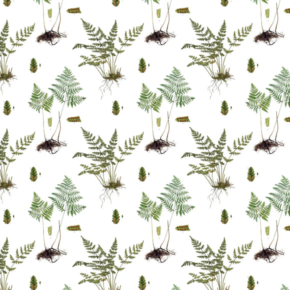 Ferns Gift Wrap