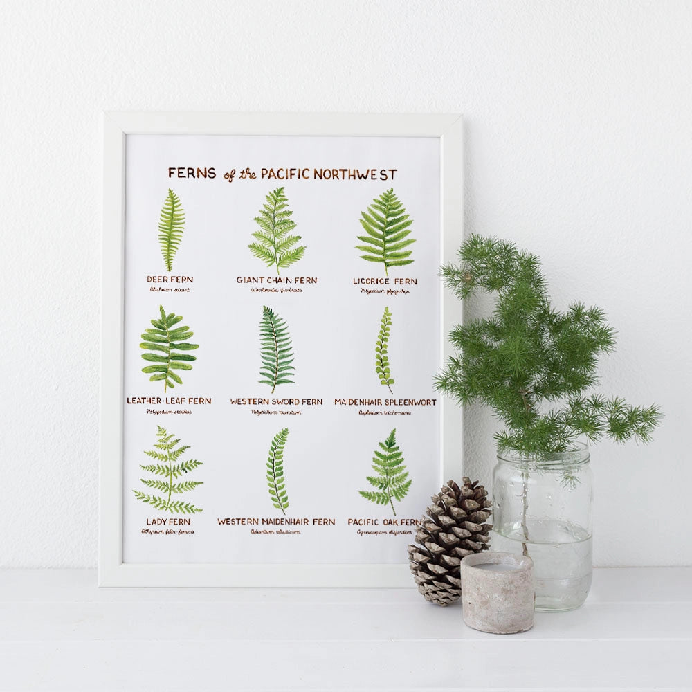 Ferns of the Pacific Northwest Art Print