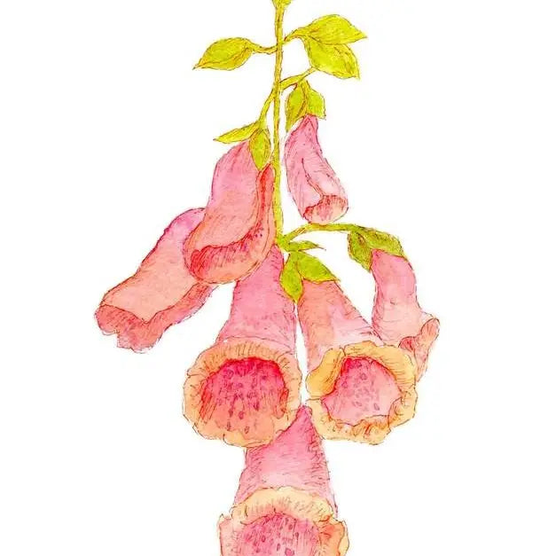 Foxgloves Greeting Card