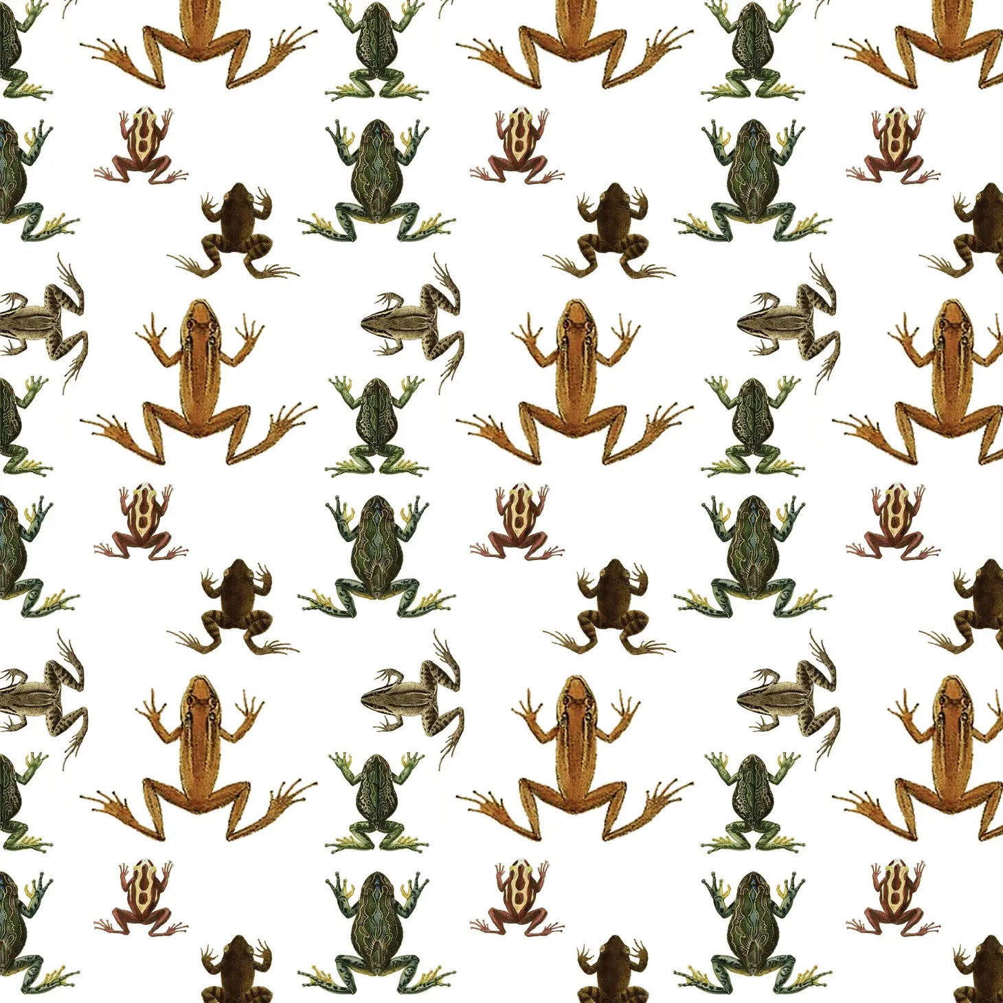 Frogs Gift Wrap