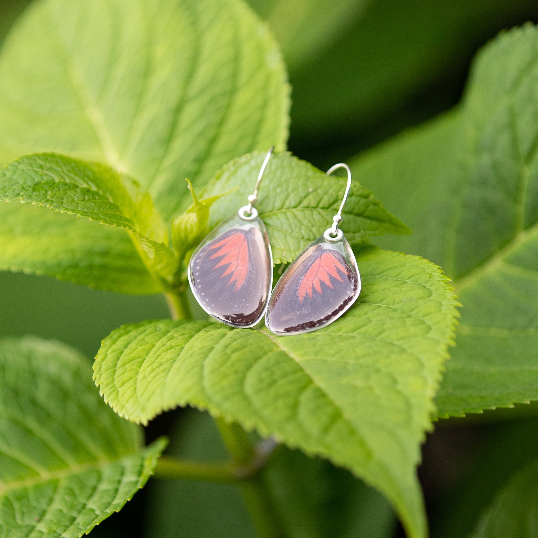 Heliconius Doris Longwing Butterfly Earrings