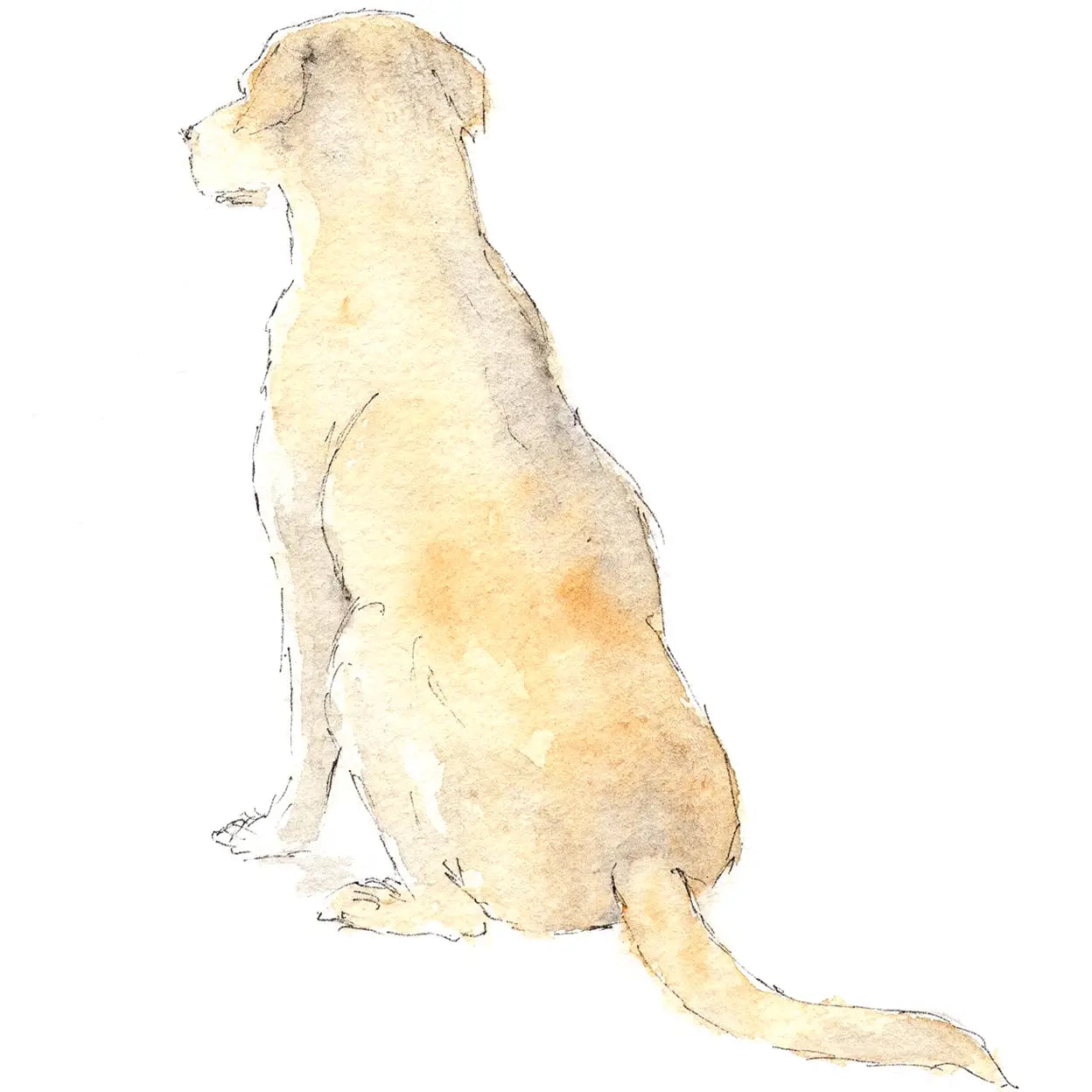 Labrador Greeting Card