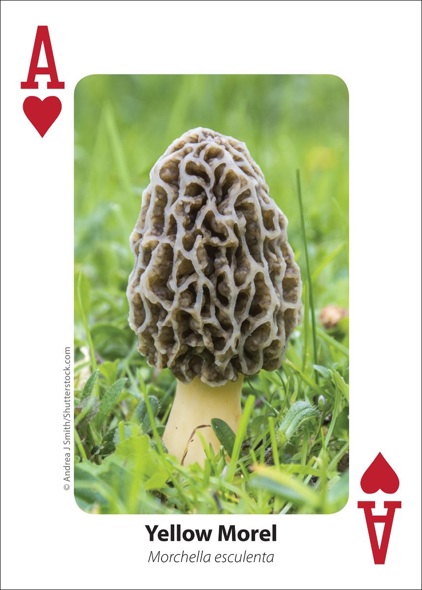 Mushrooms Playing Cards