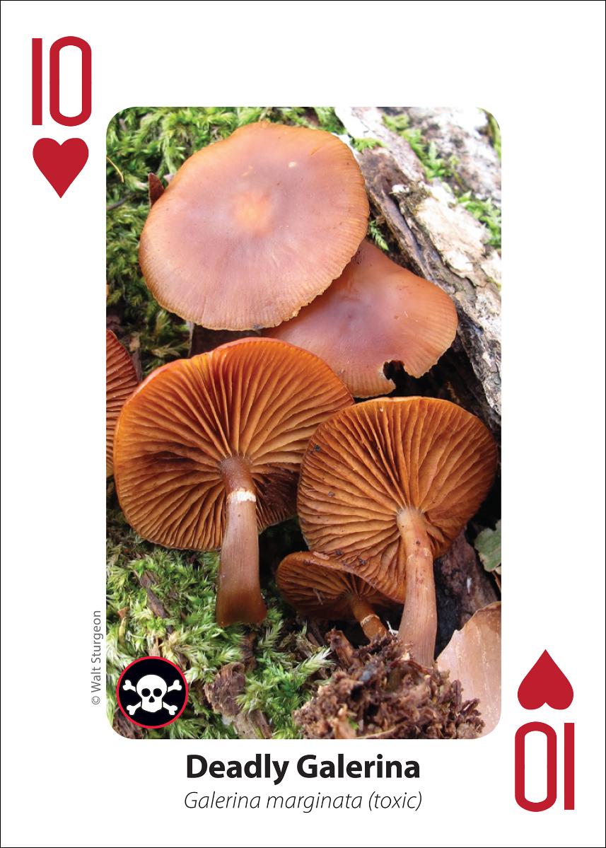 Mushrooms Playing Cards