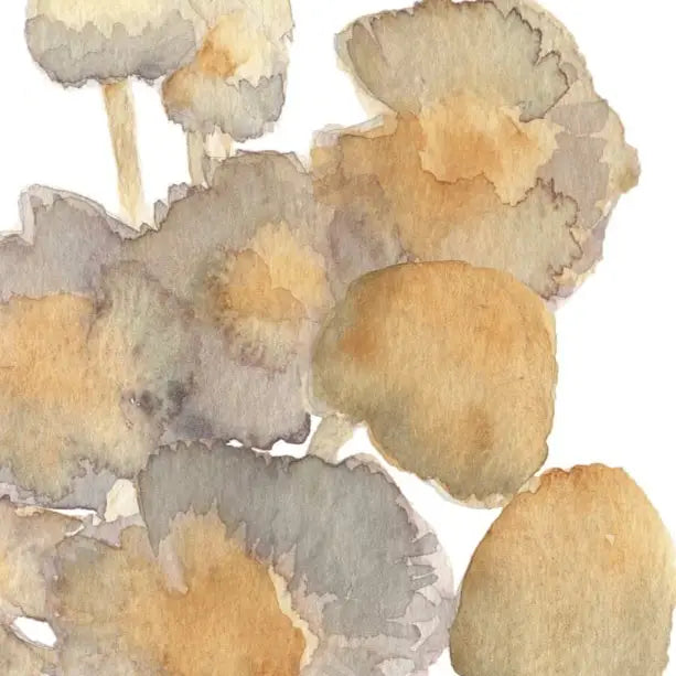 Mushrooms Greeting Card