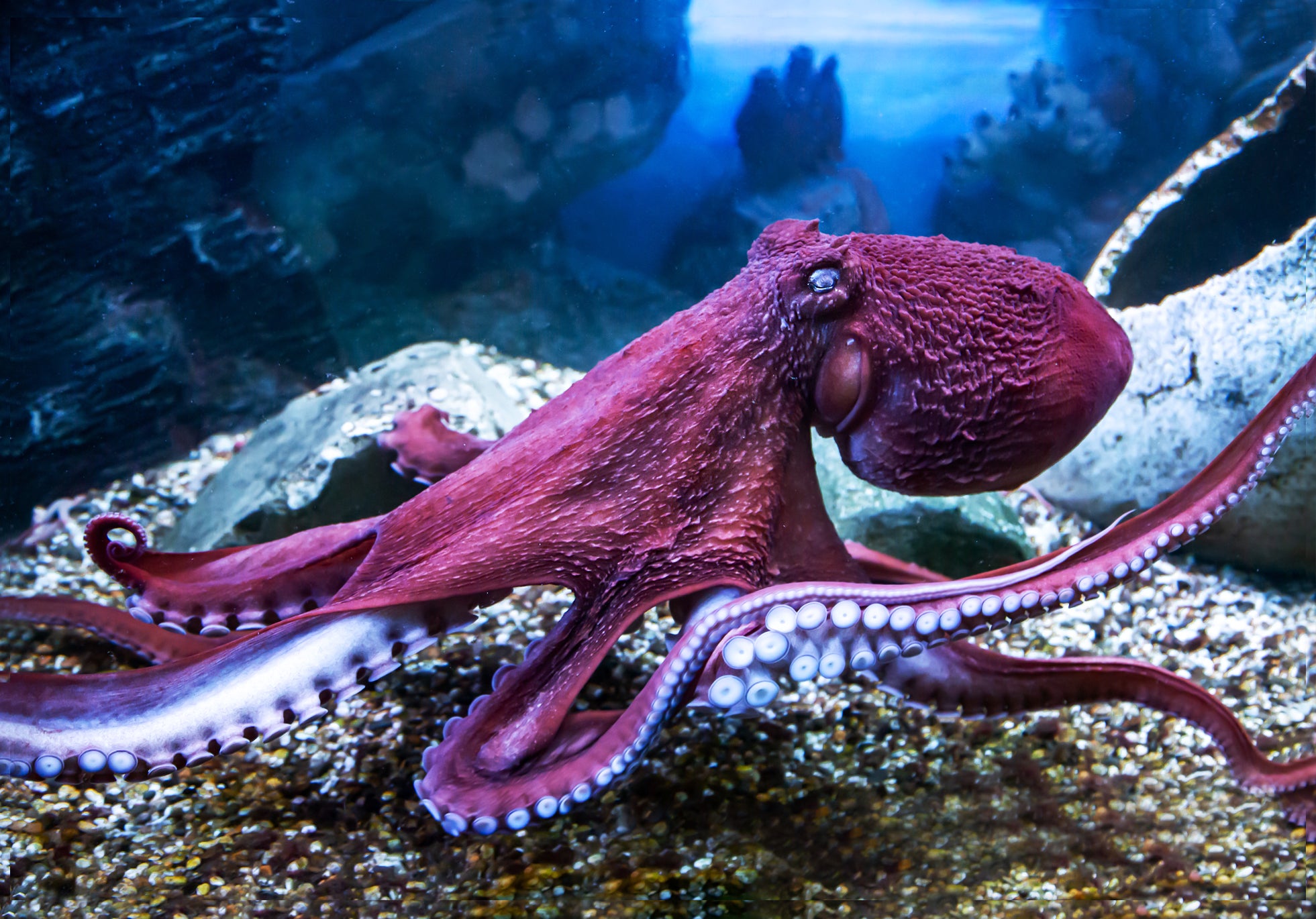 Octopus 3D Postcard