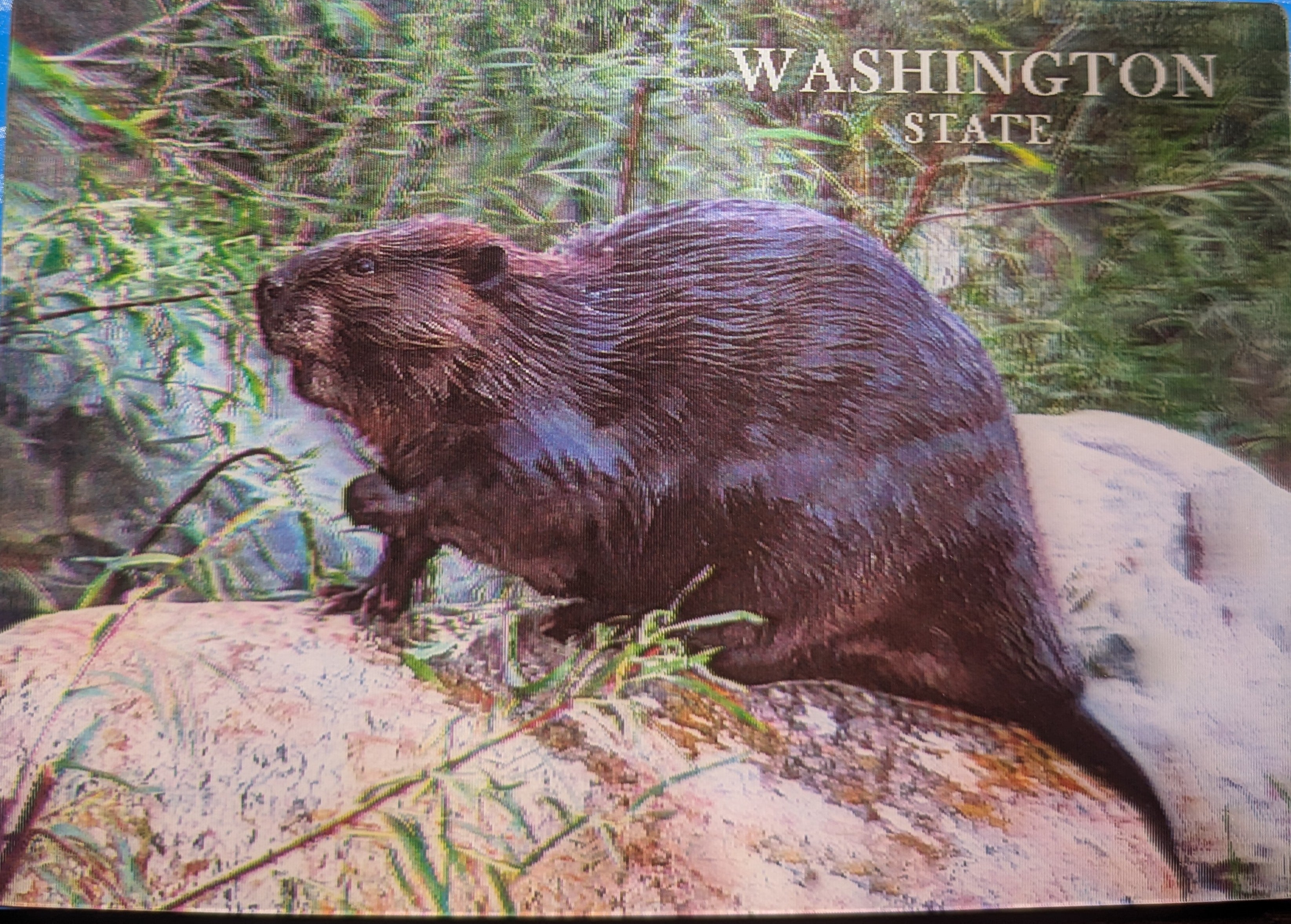Beaver 3D Postcard