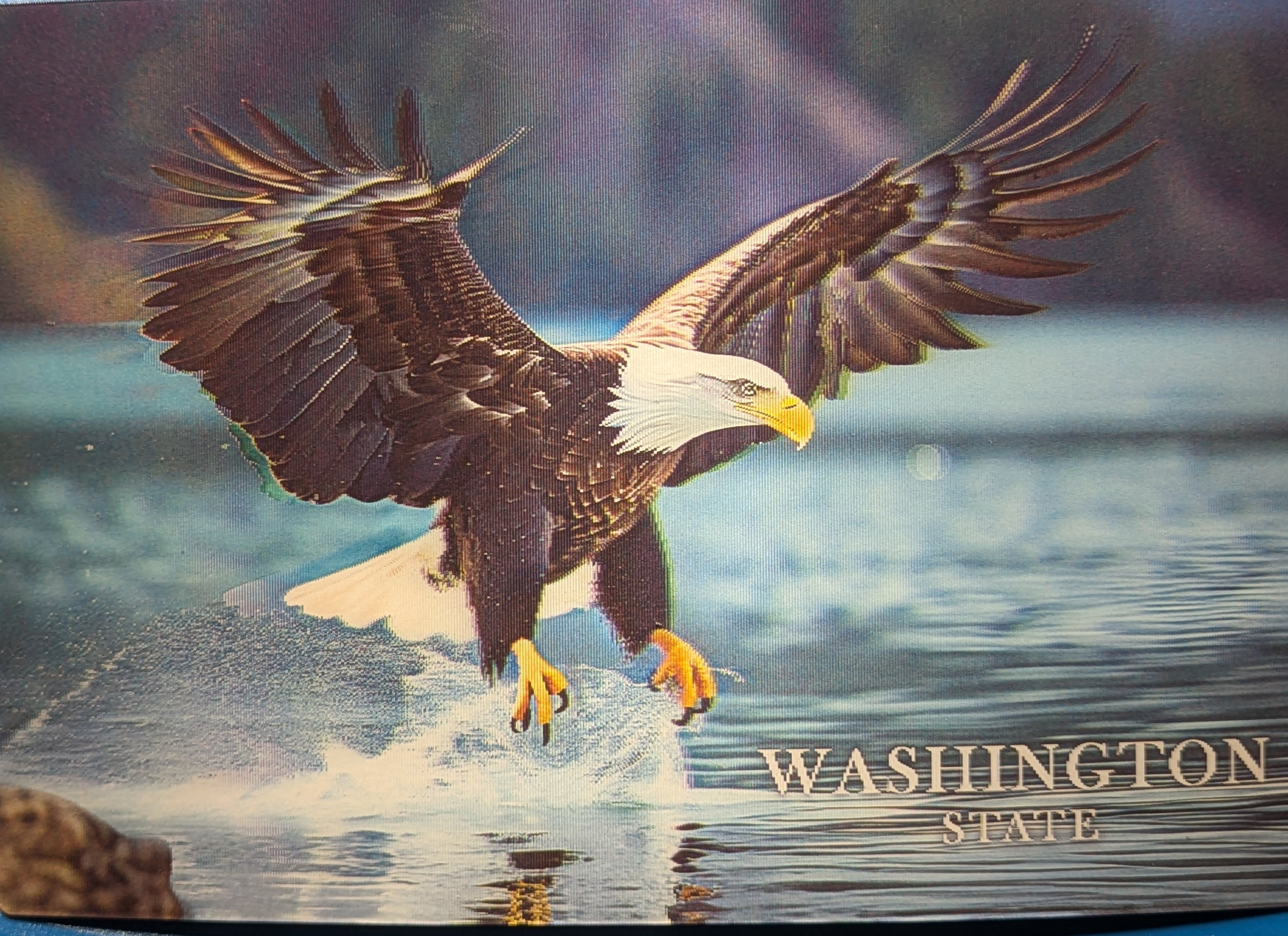 Bald Eagle 3D Postcard