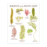 Seaweeds of the Pacific Northwest Art Print
