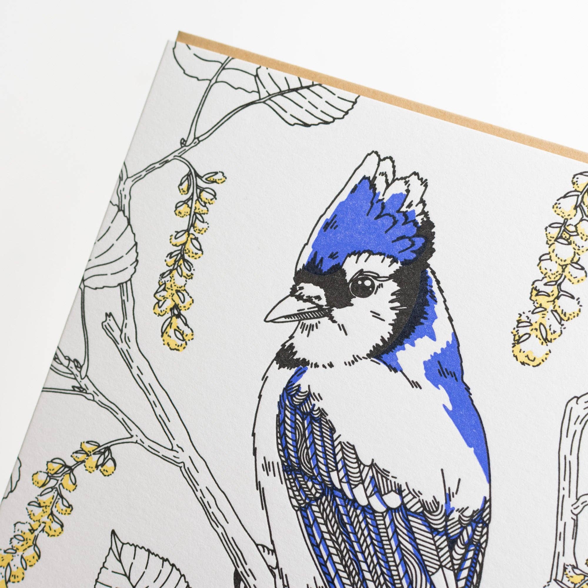 Card: Blue Jay Greeting Card - Nature Birds Collection: Single Card