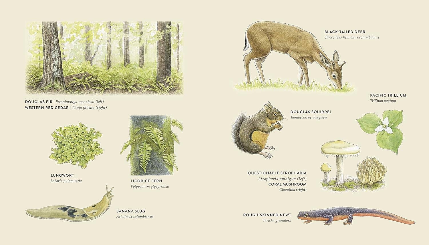 Curious Kids Nature Journal (Explore the Pacific Northwest)