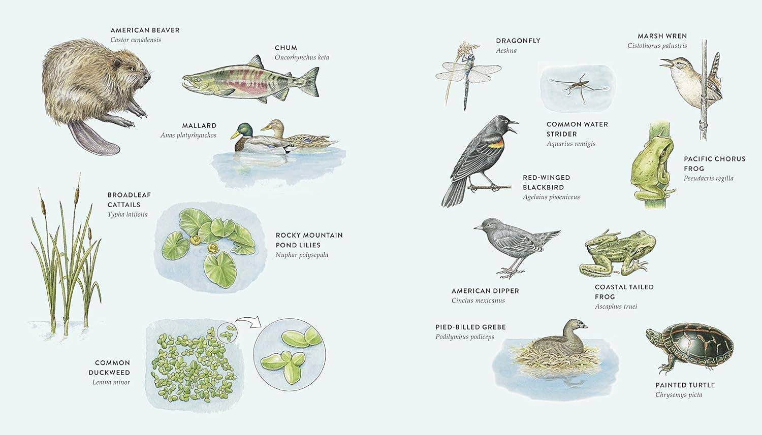 Curious Kids Nature Journal (Explore the Pacific Northwest)
