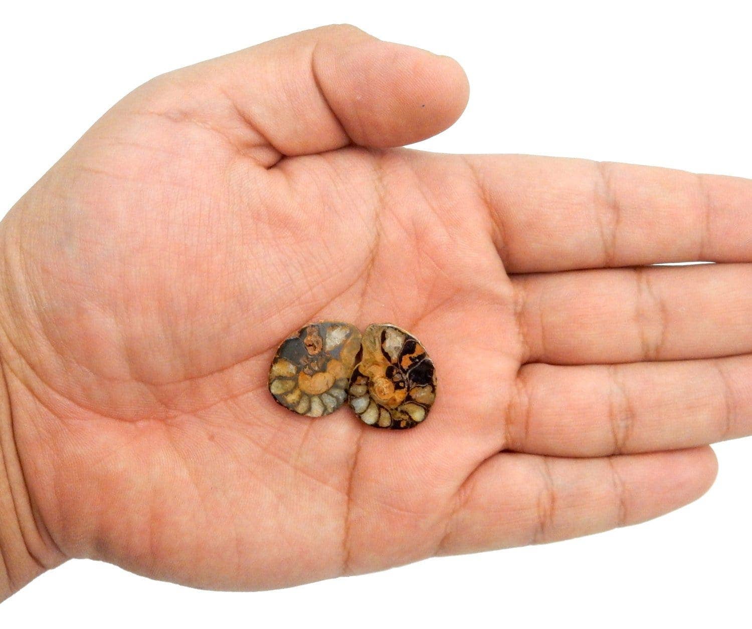 Hematite Ammonite Fossil Pair Spiritual Stone