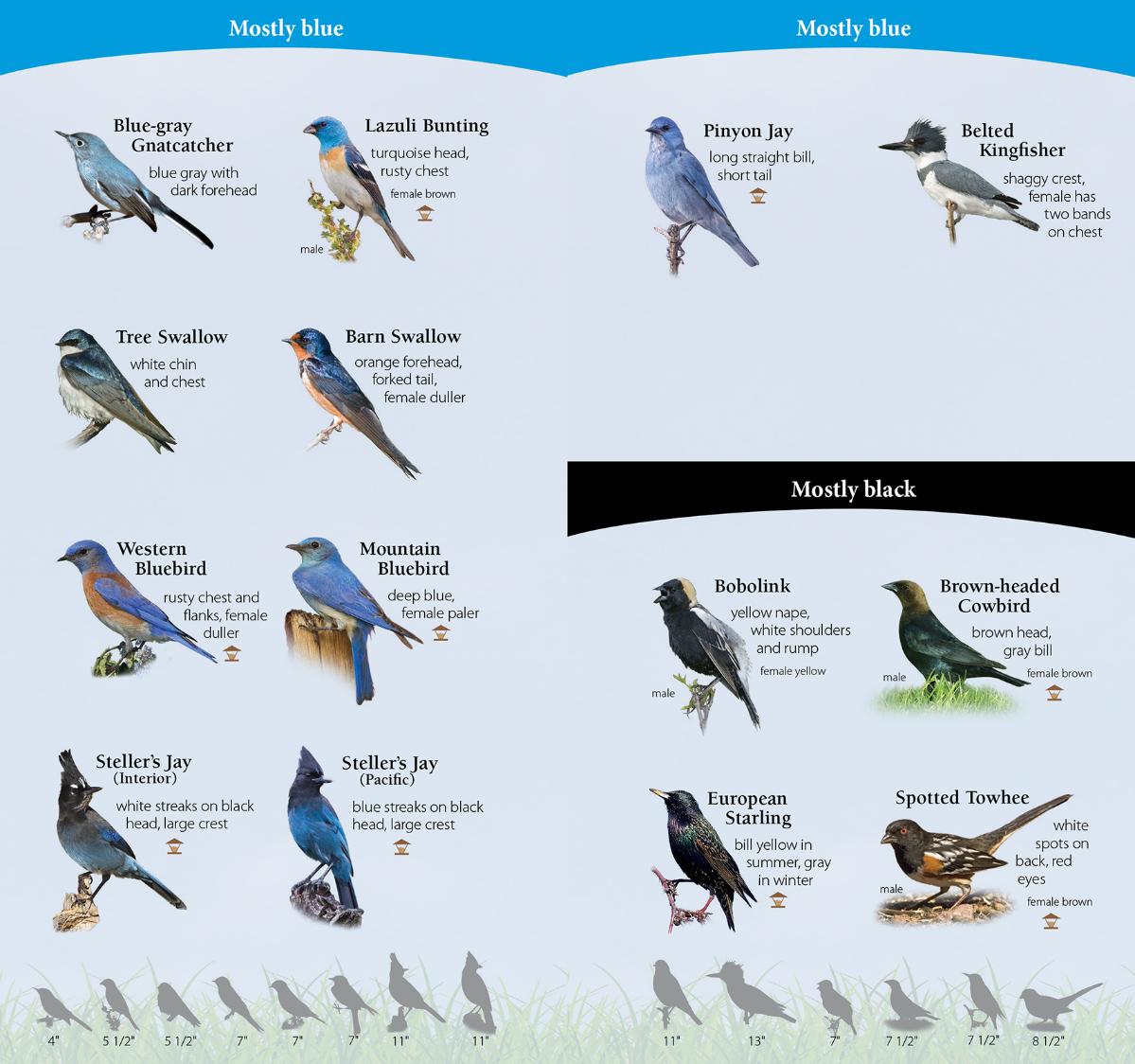 Birds of Northwest Quick Guide