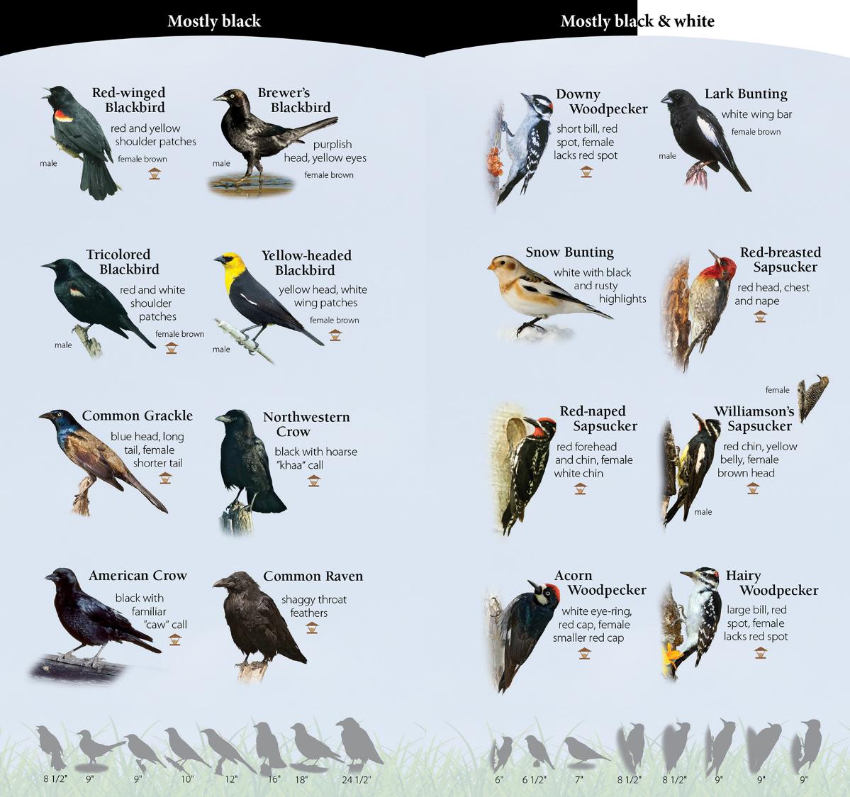 Birds of Northwest Quick Guide