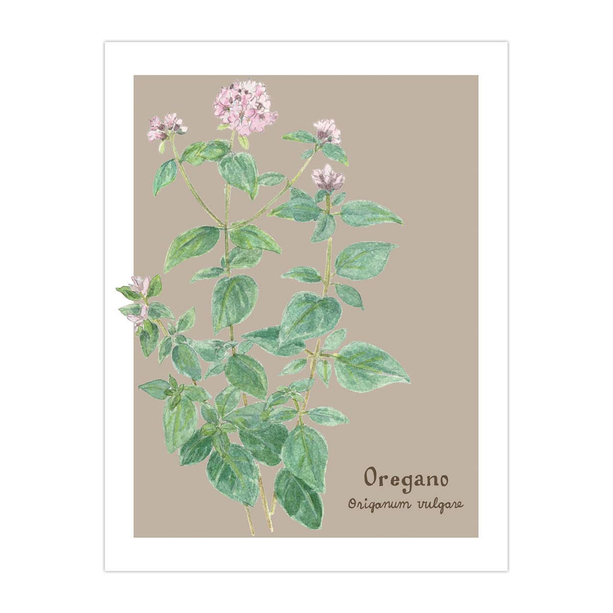 Oregano Card - Botanical Herb - Everyday Greeting Card