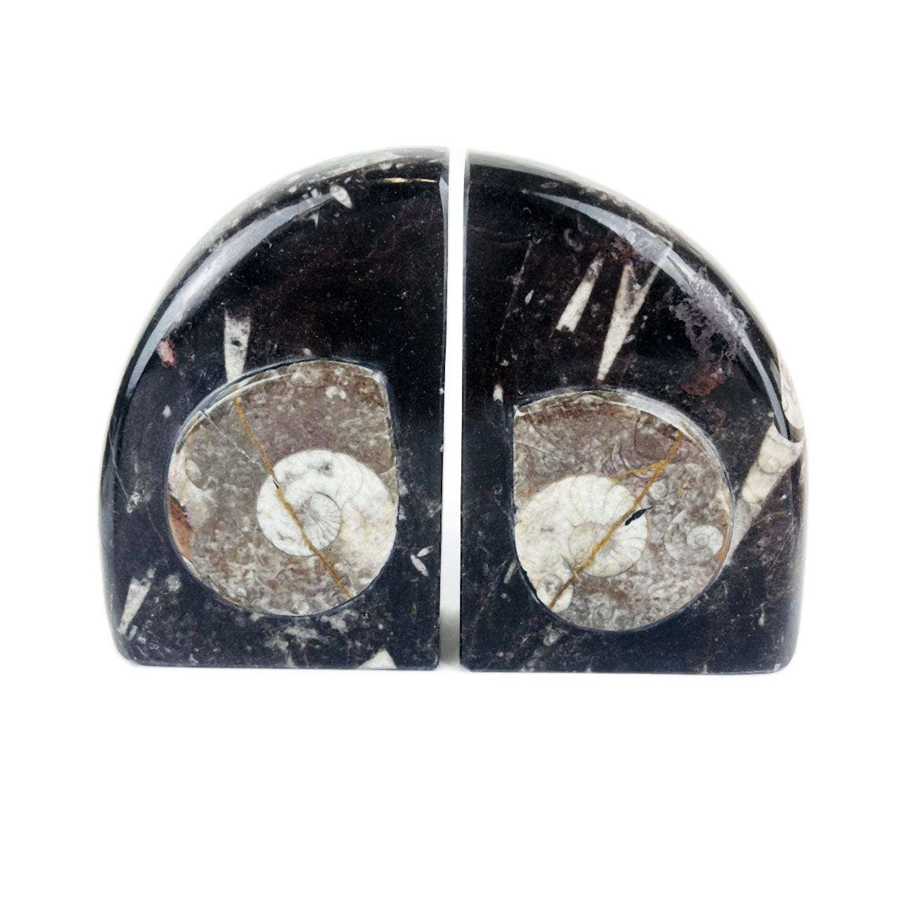 Orthoceras and Ammonite Fossil Bookends: Ammonite Black Rounded