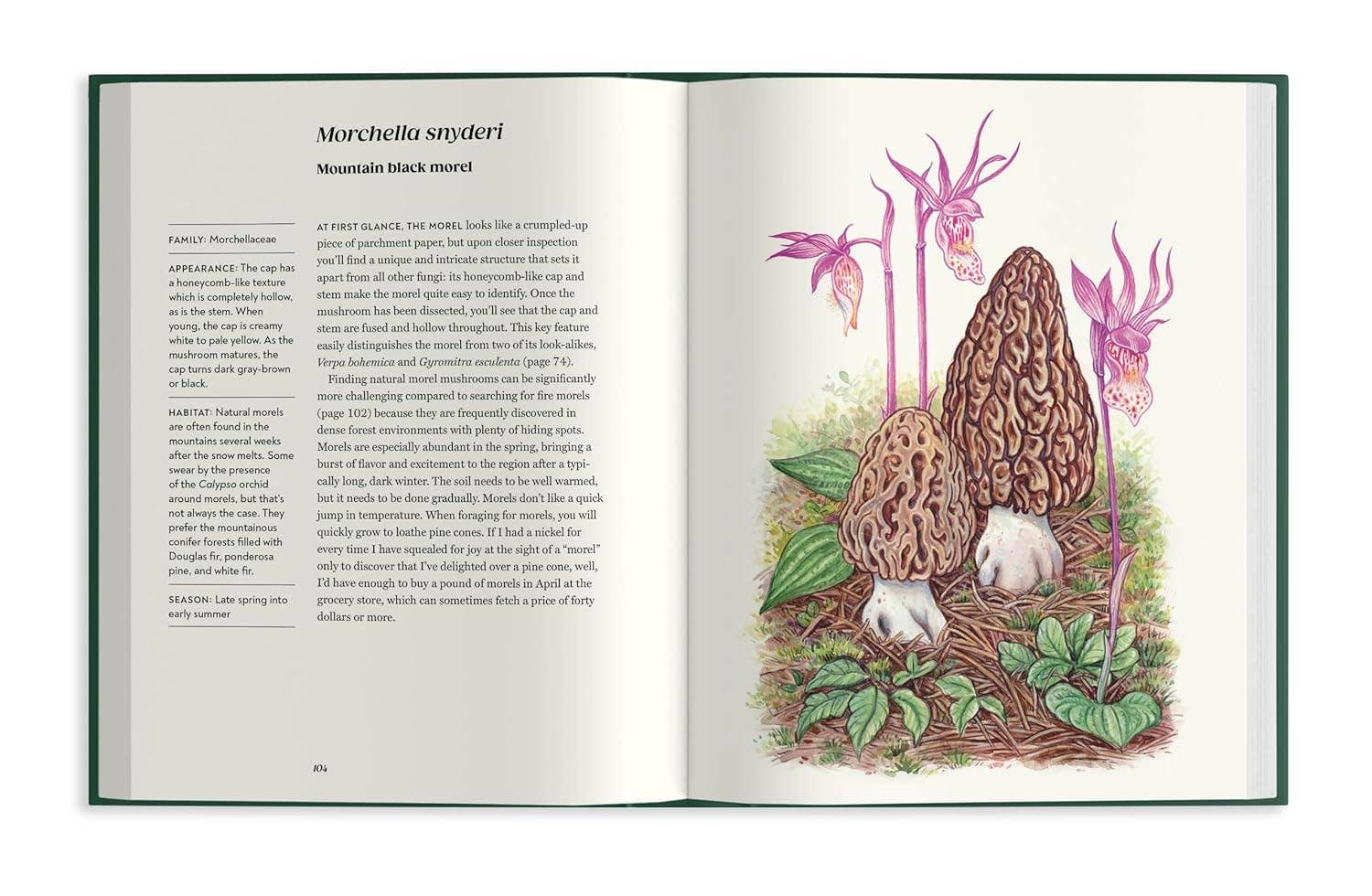 Field Notes from a Fungi Forager