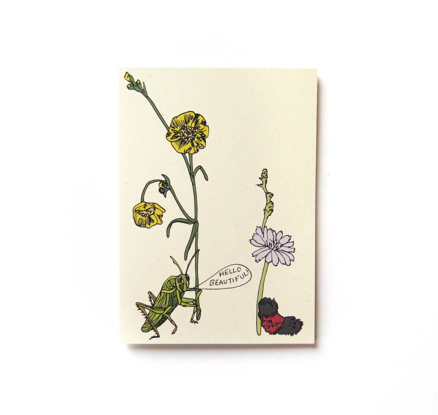 Little Bugs Cards - Grasshopper and Caterpillar
