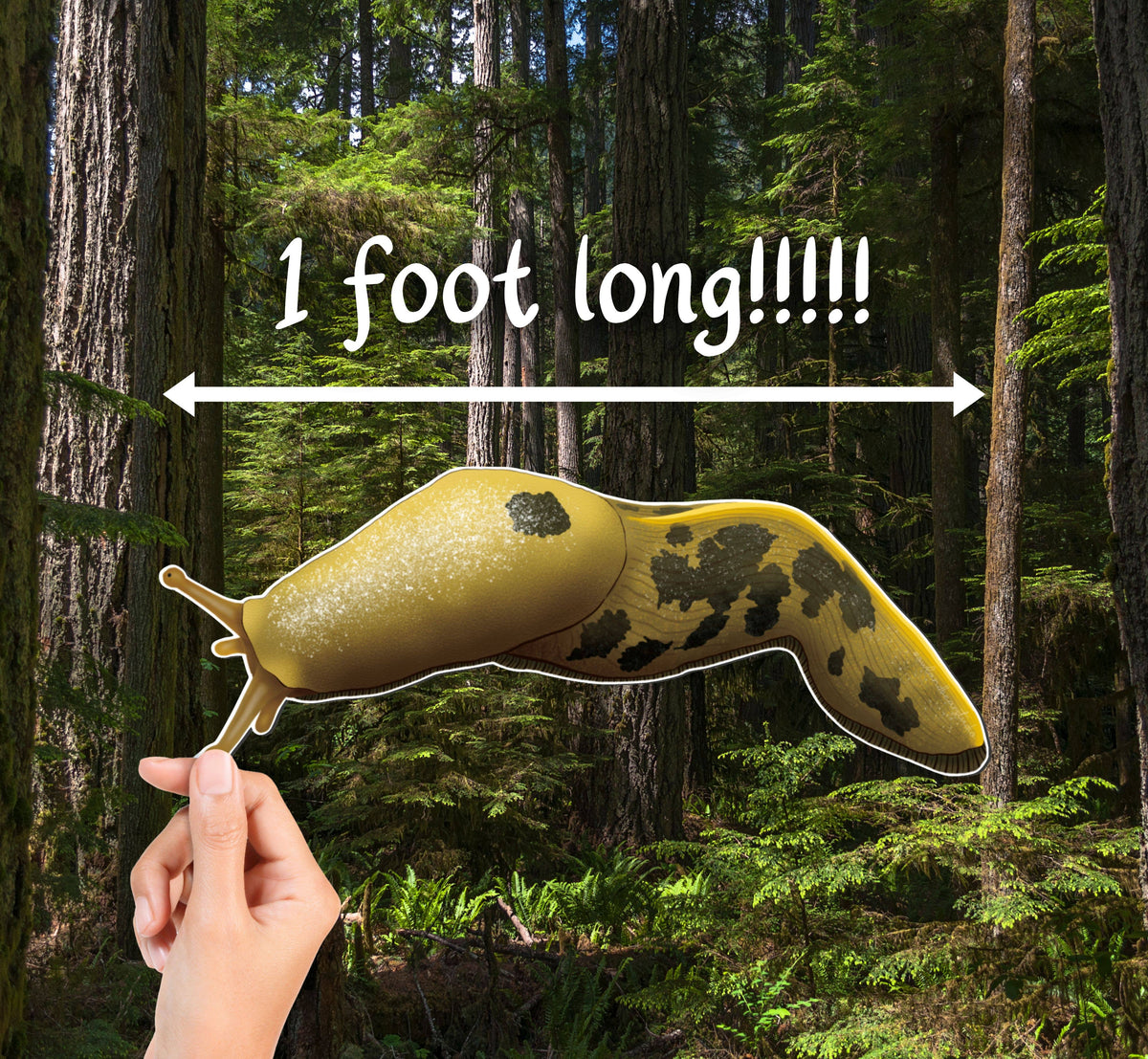 MEGA MAGNET! (1 foot long!!!!) Pacific Banana Slug - Ariolimax columbianus
