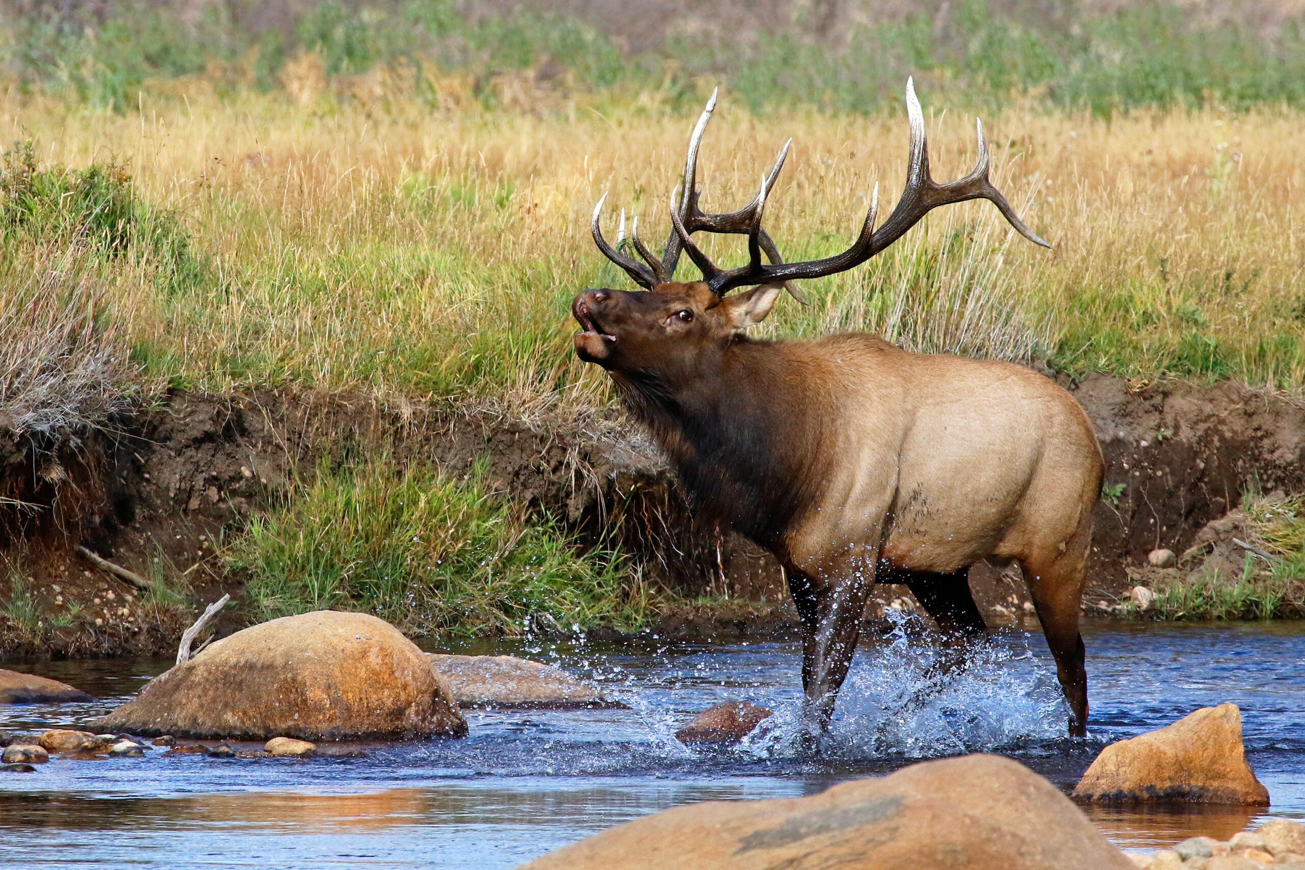 ELK 3D Postcard