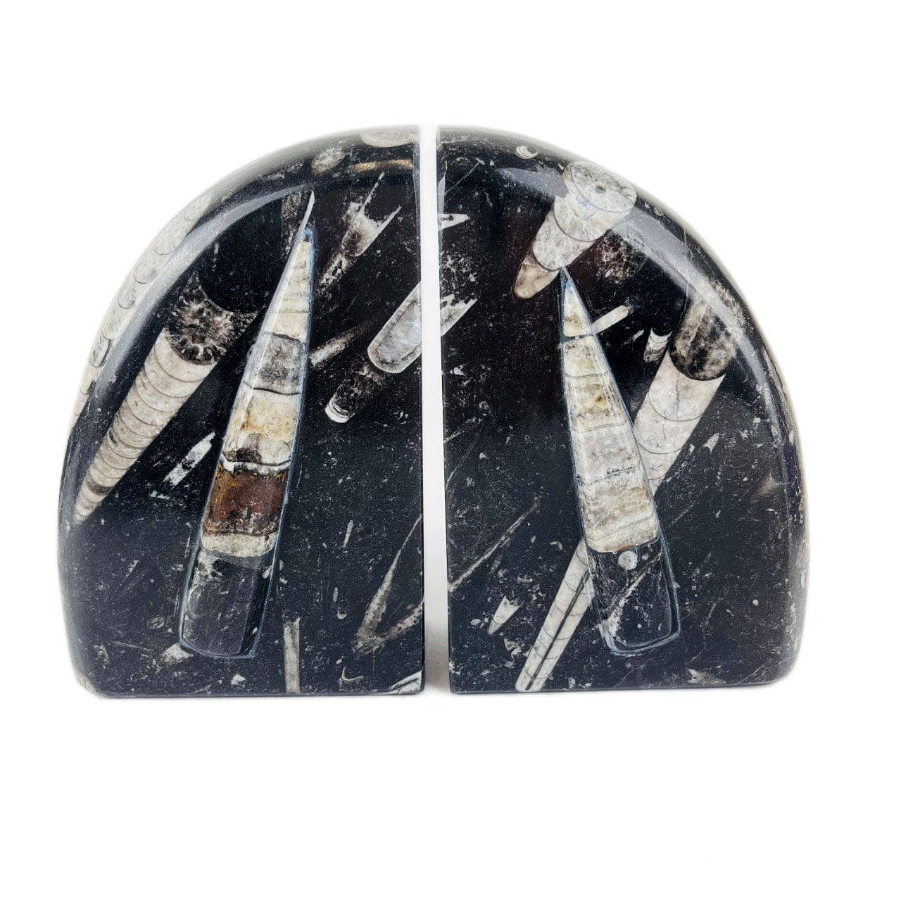 Orthoceras and Ammonite Fossil Bookends: Ammonite Black Rounded
