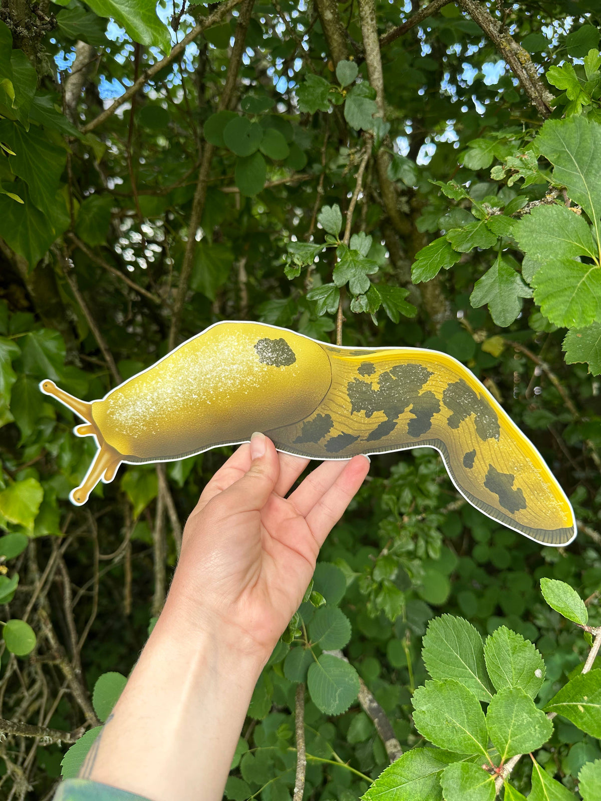 MEGA MAGNET! (1 foot long!!!!) Pacific Banana Slug - Ariolimax columbianus