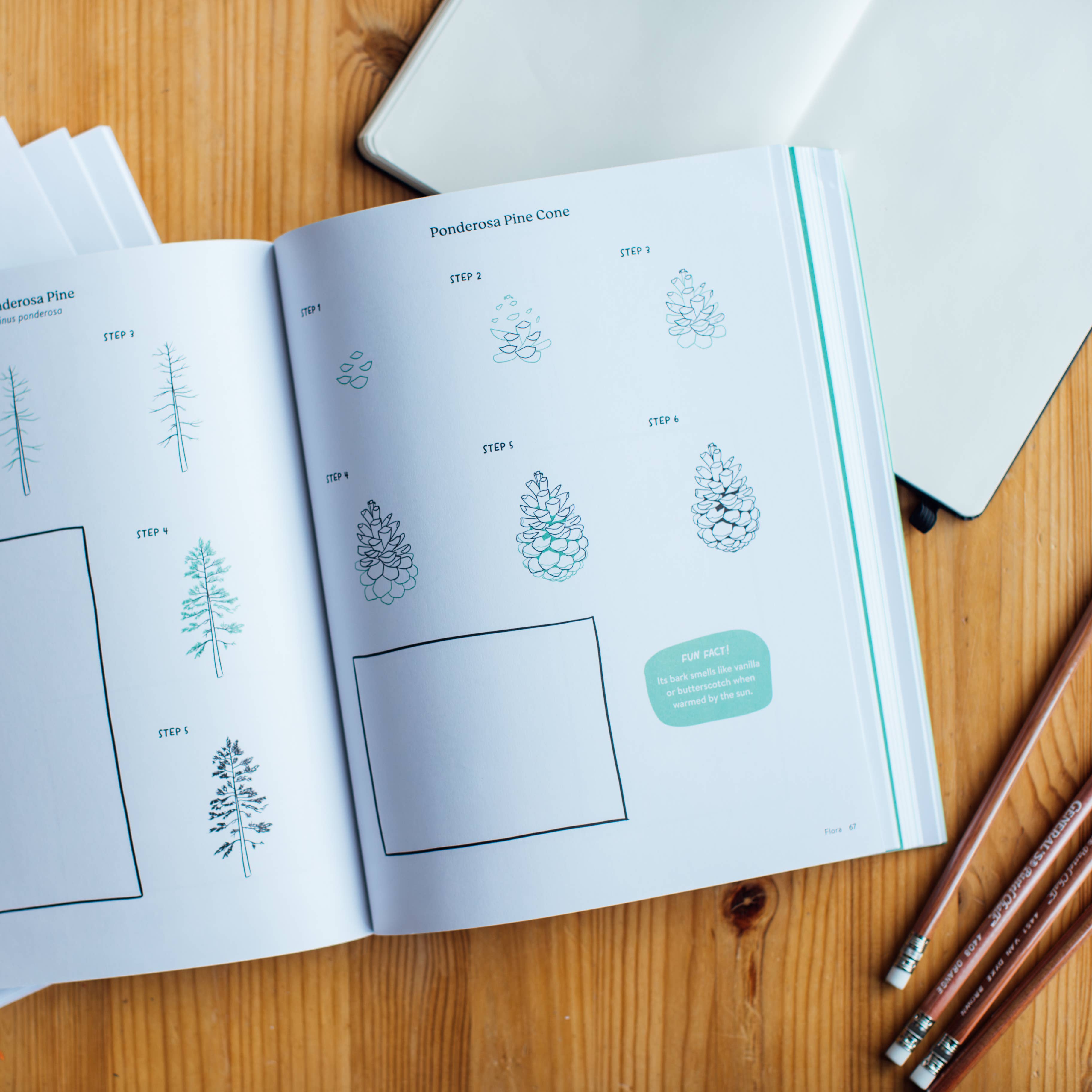 Pacific Northwest How to Draw Book (Trees, Flowers and More)
