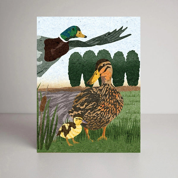 Mallard Ducks Blank Greeting Card