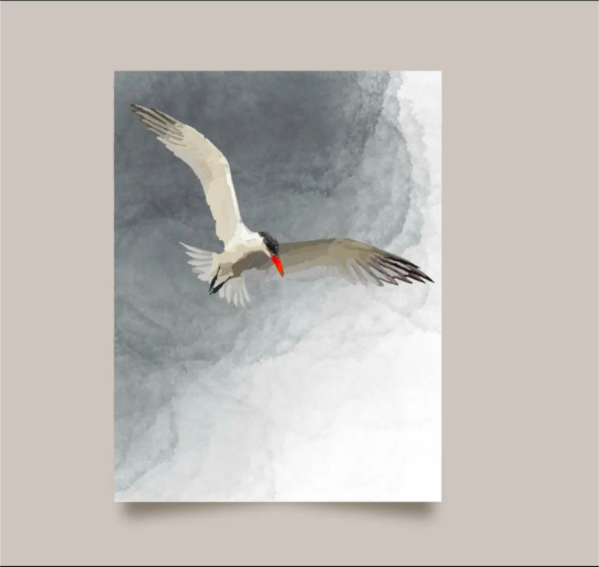 Caspian Tern Card