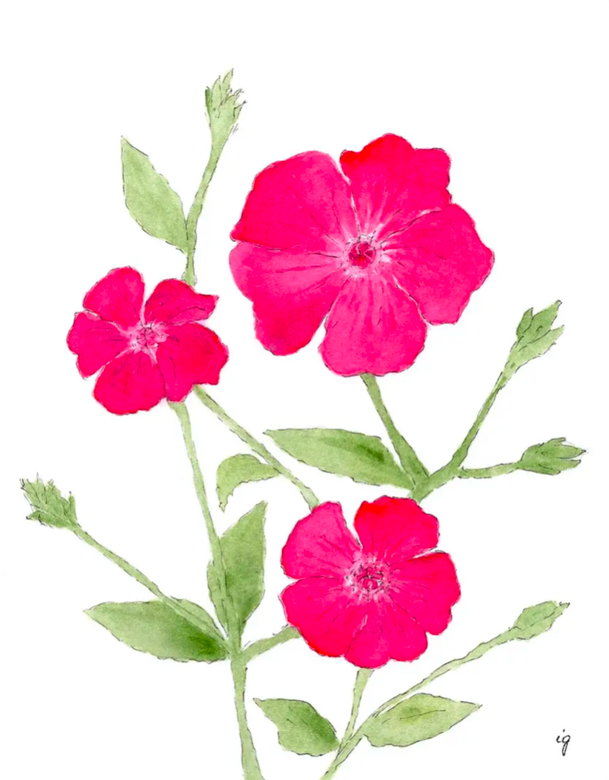 Rose Campion  Greeting Card