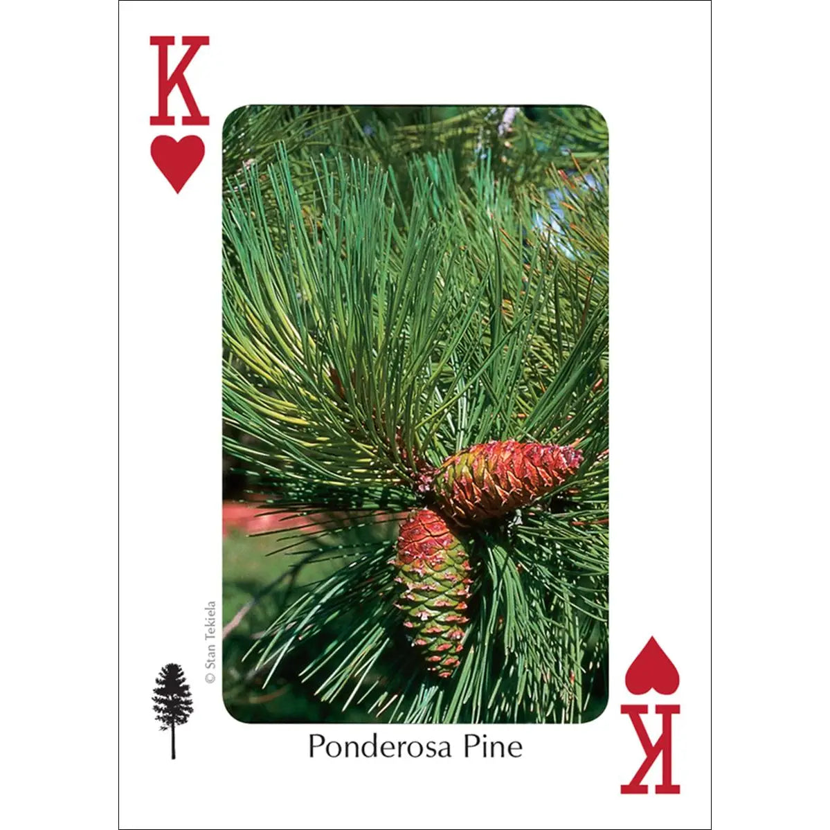 Trees of Northwest Playing Cards