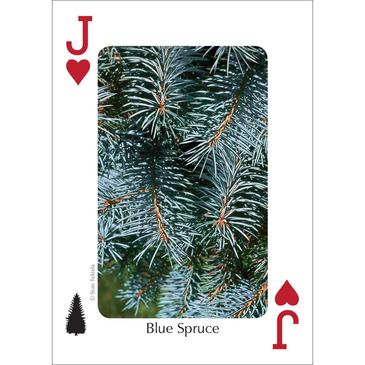 Trees of Northwest Playing Cards